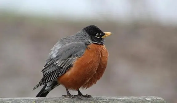 A robin perched on a wooden fence